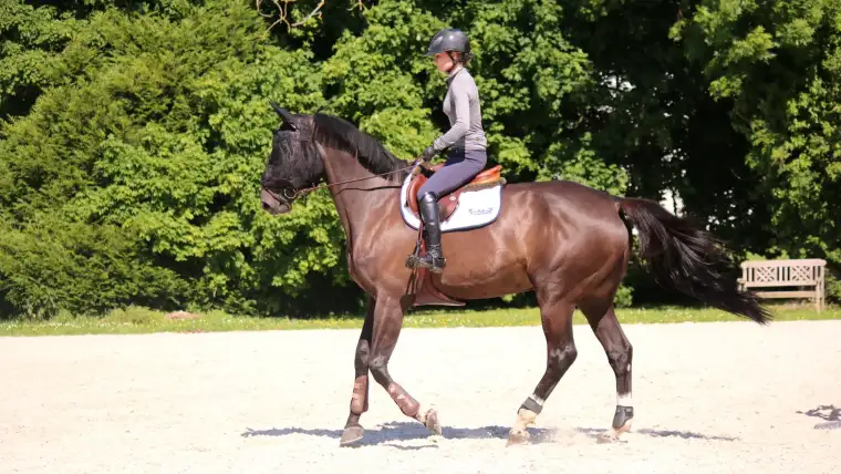 ecuries olivier guillon roxanne legendre 12