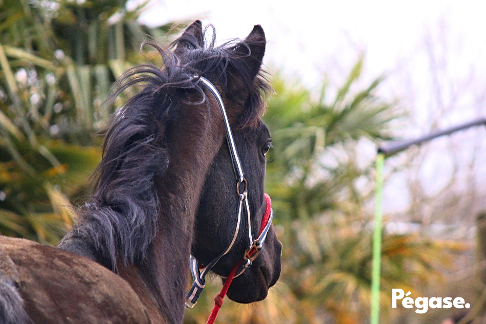 Bien-être équin - Reconversion du cheval de courses | Pégase Daily