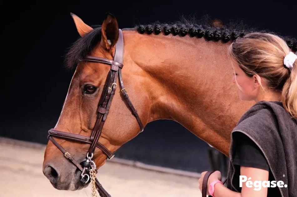 Métier du cheval : job de rêve ? | Pégase Daily