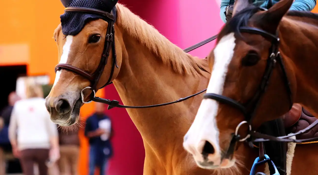 equipement equestre saut hermes 2019 felicie bertrand