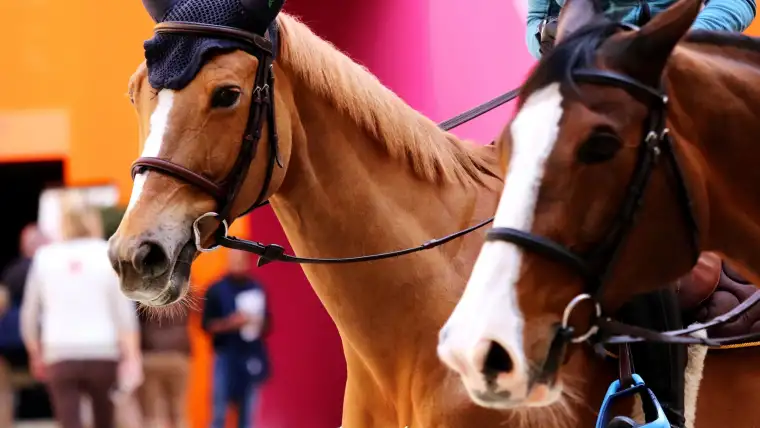 equipement equestre saut hermes 2019 felicie bertrand