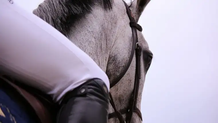 pegasebuzz quelle perennite pour les sports equestres a lere des anti specistes