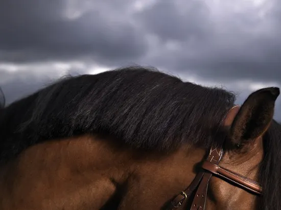 [Equestrian Photography] Adrian Ray - Horses in the sky | Pégase Daily