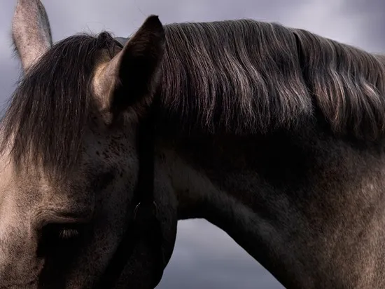 [Equestrian Photography] Adrian Ray - Horses in the sky | Pégase Daily