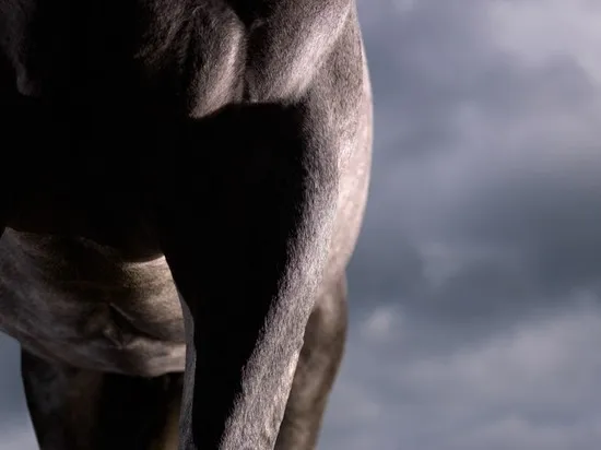 [Equestrian Photography] Adrian Ray - Horses in the sky | Pégase Daily