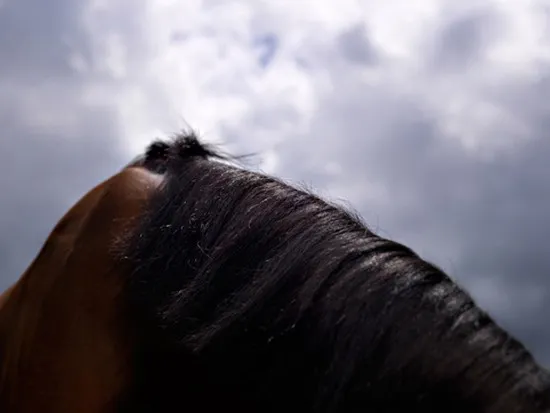 [Equestrian Photography] Adrian Ray - Horses in the sky | Pégase Daily