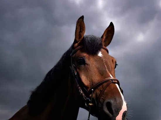 [Equestrian Photography] Adrian Ray - Horses in the sky | Pégase Daily