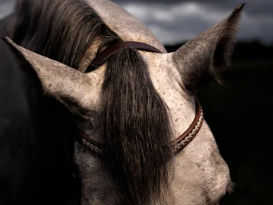 [Equestrian Photography] Adrian Ray - Horses in the sky | Pégase Daily