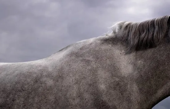 [Equestrian Photography] Adrian Ray - Horses in the sky | Pégase Daily