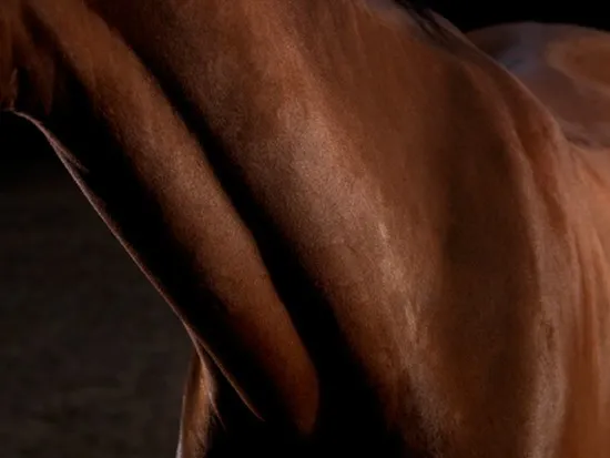 [Equestrian Photography] Adrian Ray - Horses in the sky | Pégase Daily