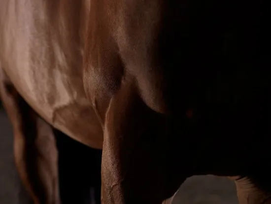 [Equestrian Photography] Adrian Ray - Horses in the sky | Pégase Daily