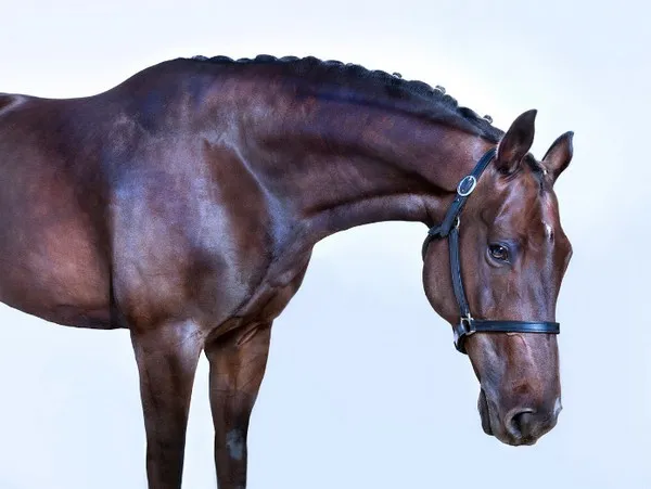 andrew mcgibbon copyright wild horses