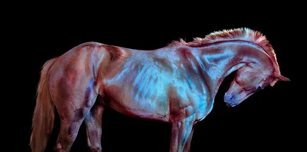 [Equestrian Photography] Andrew McGibbon - All The Wild Horses | Pégase Daily