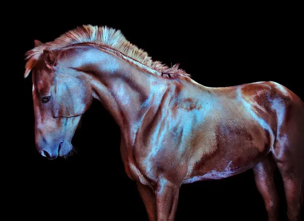 [Equestrian Photography] Andrew McGibbon - All The Wild Horses | Pégase Daily