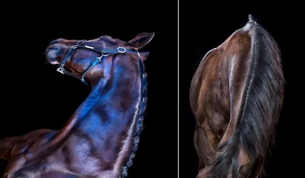 [Equestrian Photography] Andrew McGibbon - All The Wild Horses | Pégase Daily