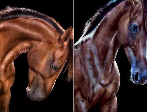 [Equestrian Photography] Andrew McGibbon - All The Wild Horses | Pégase Daily