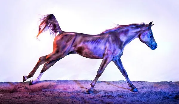 andrew mcgibbon copyright wild horses