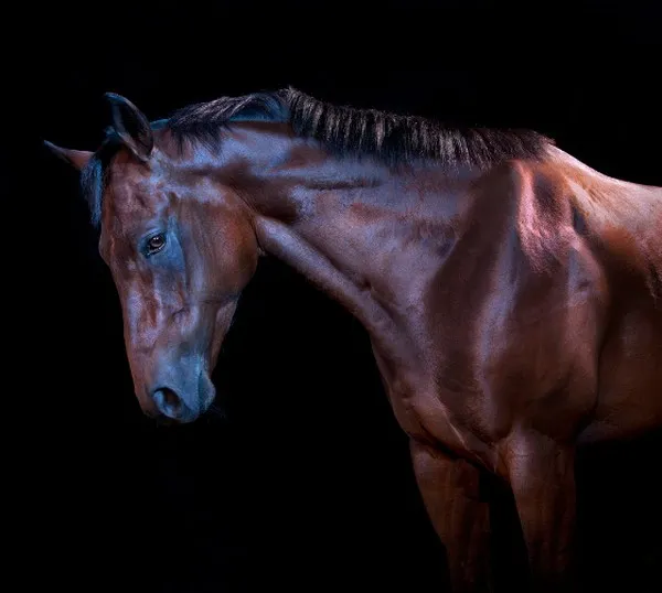 [Equestrian Photography] Andrew McGibbon - All The Wild Horses | Pégase Daily