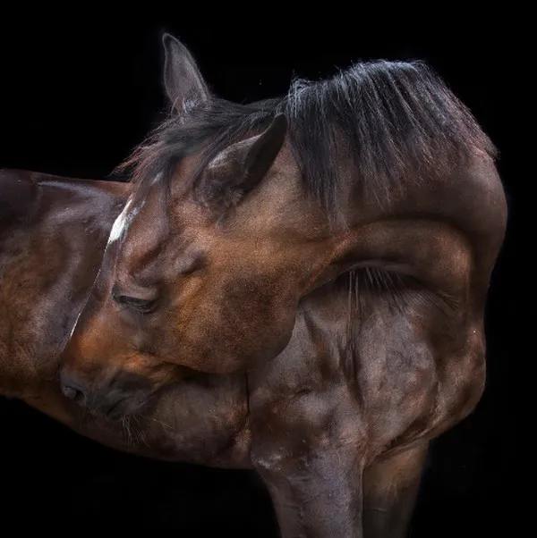 [Equestrian Photography] Andrew McGibbon - All The Wild Horses | Pégase Daily
