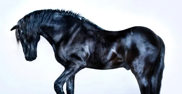 andrew mcgibbon copyright wild horses