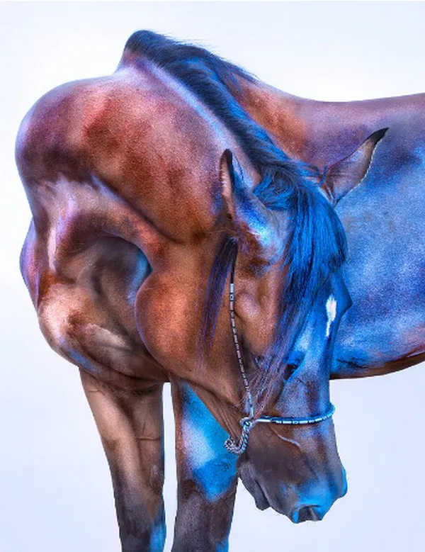 andrew mcgibbon copyright wild horses