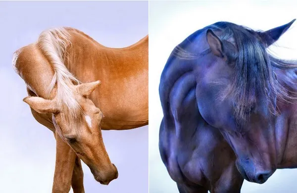 andrew mcgibbon copyright wild horses