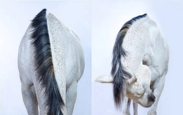 andrew mcgibbon copyright wild horses