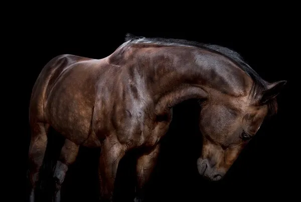 [Equestrian Photography] Andrew McGibbon - All The Wild Horses | Pégase Daily