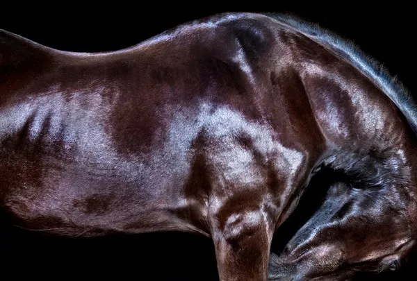 [Equestrian Photography] Andrew McGibbon - All The Wild Horses | Pégase Daily