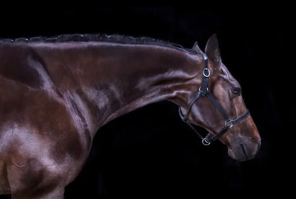 [Equestrian Photography] Andrew McGibbon - All The Wild Horses | Pégase Daily