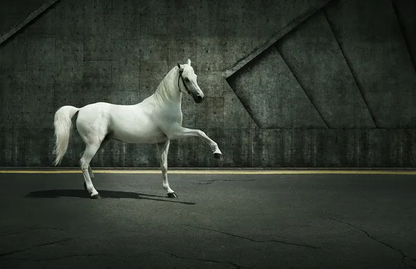 [Equestrian Photography] Andrey Vasilyev - Horses | Pégase Daily