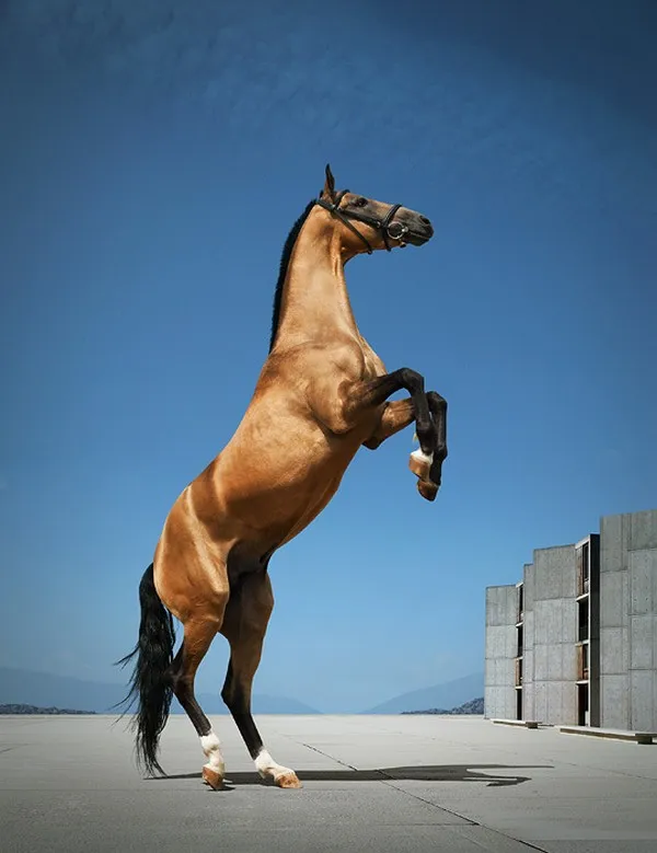 [Equestrian Photography] Andrey Vasilyev - Horses | Pégase Daily