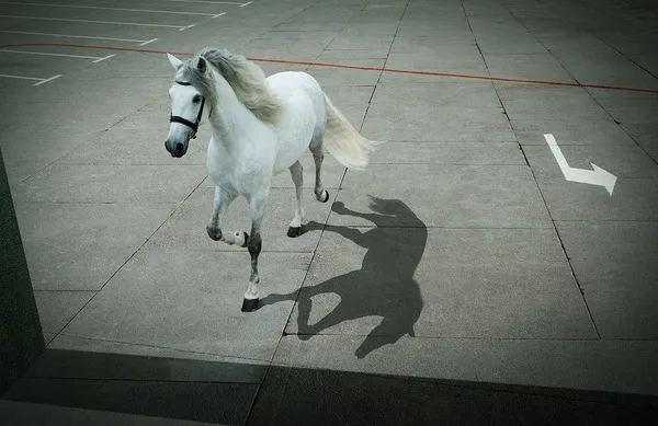 [Equestrian Photography] Andrey Vasilyev - Horses | Pégase Daily