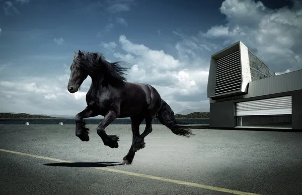 [Equestrian Photography] Andrey Vasilyev - Horses | Pégase Daily