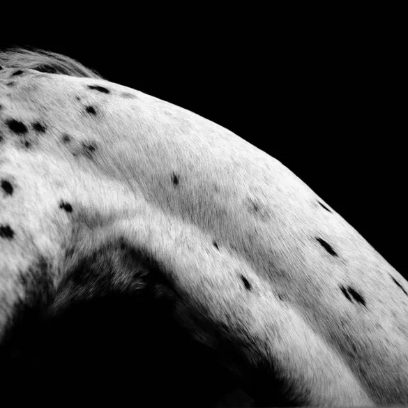 [Photography] Noemi Otamendi - Black and White Horse | Pégase Daily