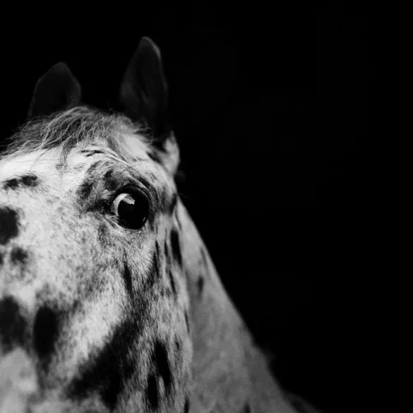 [Photography] Noemi Otamendi - Black and White Horse | Pégase Daily