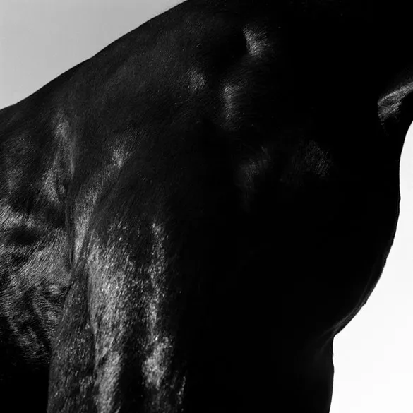 [Photography] Noemi Otamendi - Black and White Horse | Pégase Daily