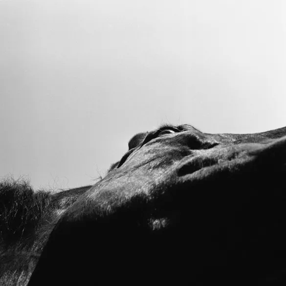 [Photography] Noemi Otamendi - Black and White Horse | Pégase Daily