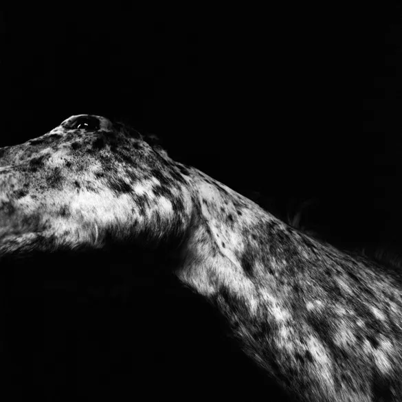 [Photography] Noemi Otamendi - Black and White Horse | Pégase Daily