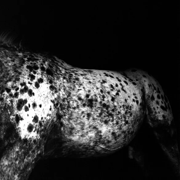 [Photography] Noemi Otamendi - Black and White Horse | Pégase Daily