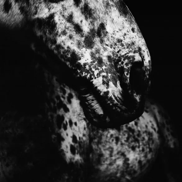 [Photography] Noemi Otamendi - Black and White Horse | Pégase Daily