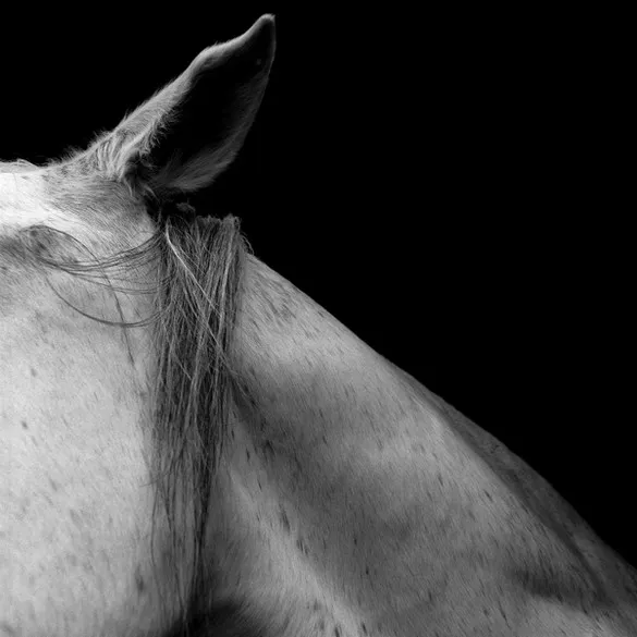 [Photography] Noemi Otamendi - Black and White Horse | Pégase Daily