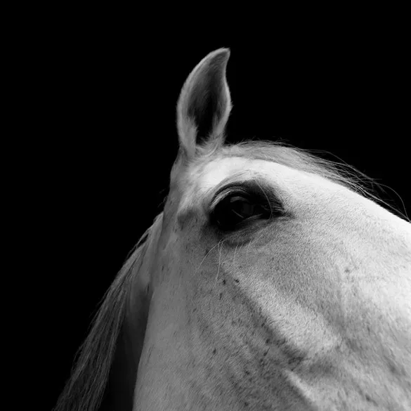 [Photography] Noemi Otamendi - Black and White Horse | Pégase Daily