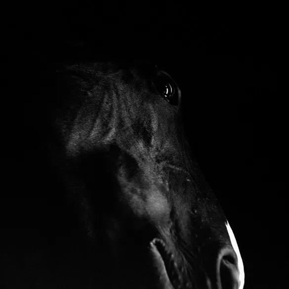 [Photography] Noemi Otamendi - Black and White Horse | Pégase Daily