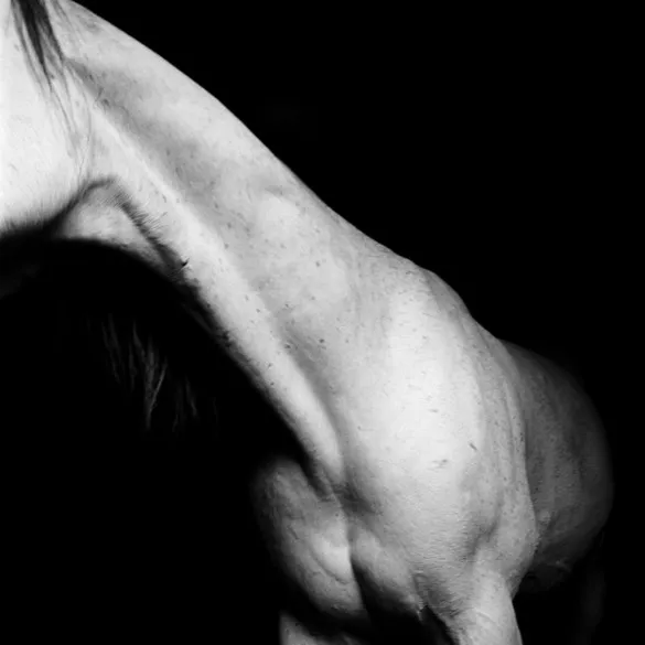 [Photography] Noemi Otamendi - Black and White Horse | Pégase Daily