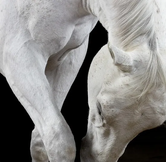 [Photography] Peter Samuels - Horse Portraits | Pégase Daily