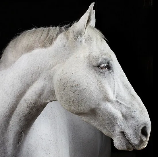 [Photography] Peter Samuels - Horse Portraits | Pégase Daily