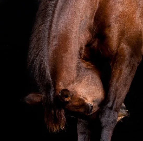 [Photography] Peter Samuels - Horse Portraits | Pégase Daily