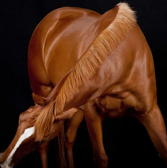 [Photography] Peter Samuels - Horse Portraits | Pégase Daily