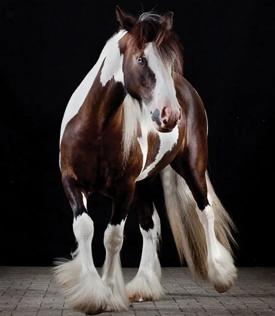 [Photography] Peter Samuels - Horse Portraits | Pégase Daily
